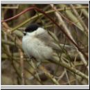 Parus palustris - Sumpfmeise 09.jpg